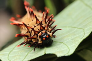 Caterpillar  Image credit: Kit Lee. 